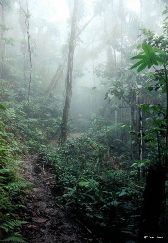 Cero