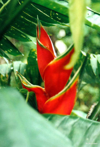 Heliconia