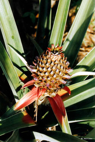 Pi&ntilde;a