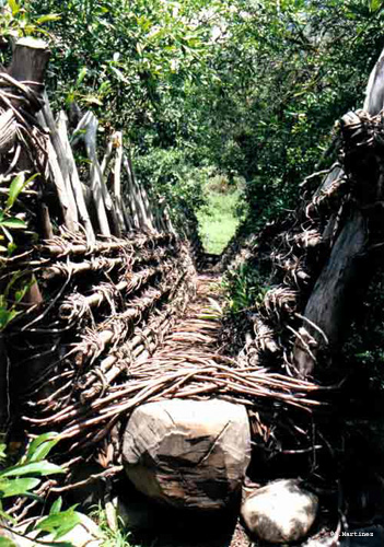 Puente