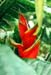 Heliconia